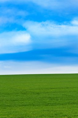 Genç buğday alanı