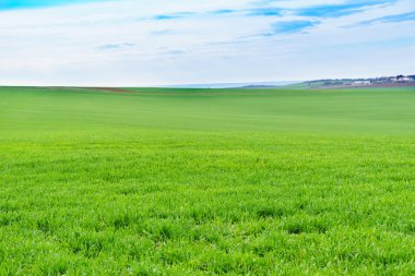 Genç buğday alanı