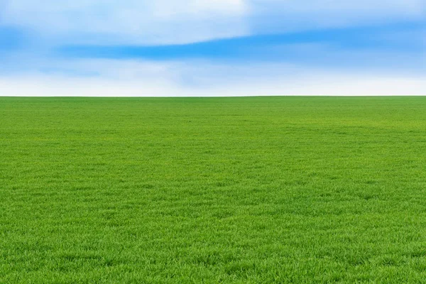 Young wheat field — Stock Photo, Image