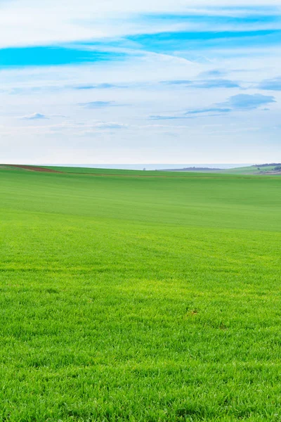 Young wheat field — Stock Photo, Image