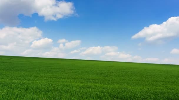 Яркий солнечный весенний день большие облака над зеленым полем молодой пшеницы время истекло — стоковое видео