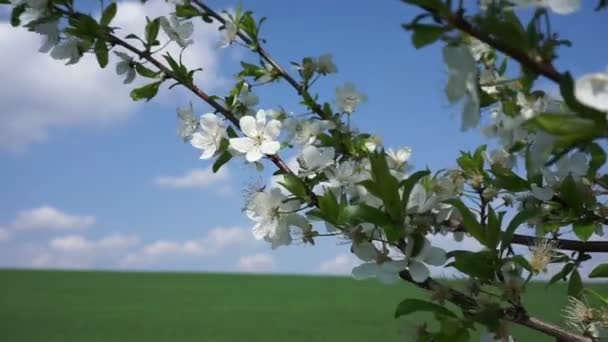 Fleurs de cerisier fleurissant au printemps — Video