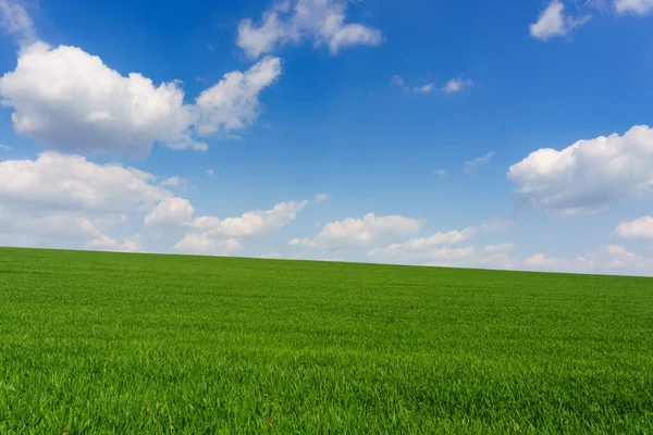 明亮的阳光明媚的春天天大上空的云块绿色的原野的麦苗 — 图库照片