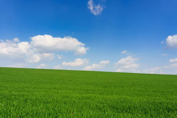 Bright sunny spring day large clouds over green field of young wheat — Stock Photo, Image