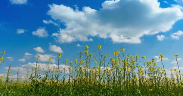 Zeitraffer blühender Raps unter blauem Himmel mit Wolken — Stockvideo