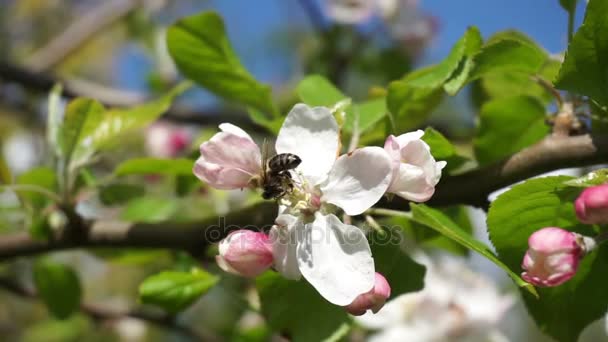 Bees flying collecting pollen from flowers apple tree blossom at 60 frames pollinating fruit trees making honey close up bee working on sunny day and warm weather with blue sky — Stock Video