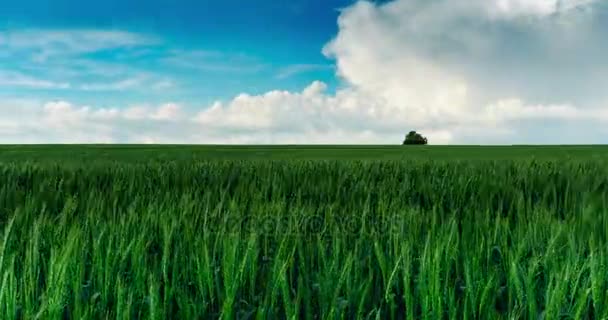 Luminosa giornata estiva soleggiata grandi nuvole sul campo verde di tempo di grano giovane lapse — Video Stock