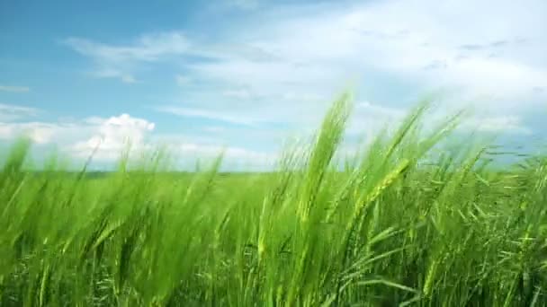 Grüne Weizenfelder im Wind — Stockvideo