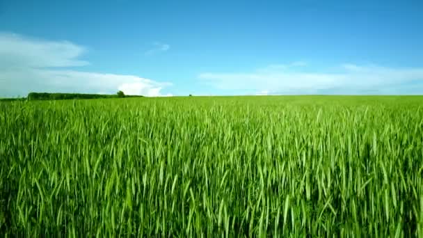 Campos de trigo verde en el viento — Vídeo de stock