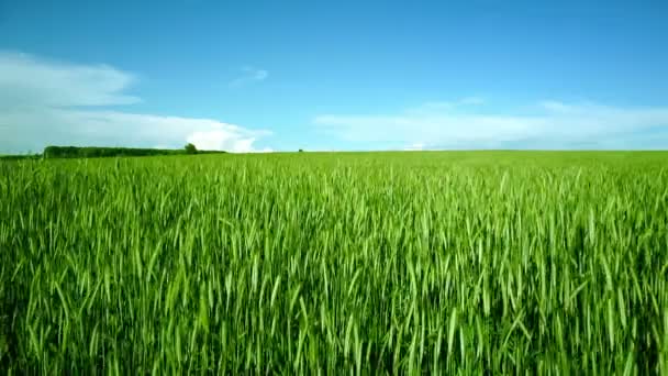 Campos de trigo verde no vento — Vídeo de Stock