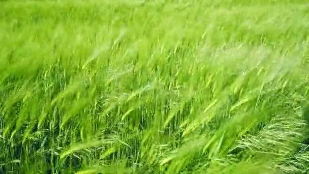 Champs de blé vert dans le vent — Video