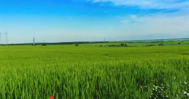 Яскравий сонячний літній день великі хмари над зеленим полем проміжку часу молодої пшениці — стокове відео
