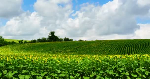 Доллі проміжок часу: Олія соняшникова поле — стокове відео