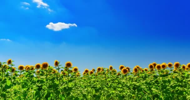 DOLLY TIME LAPSE: Campo de girasol — Vídeo de stock