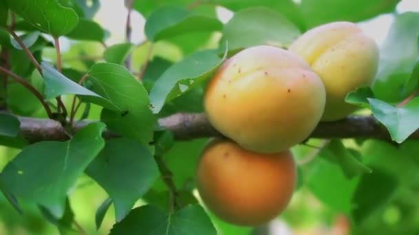 Reife Aprikosen im Obstgarten — Stockvideo