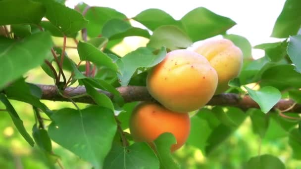 Reife Aprikosen im Obstgarten — Stockvideo