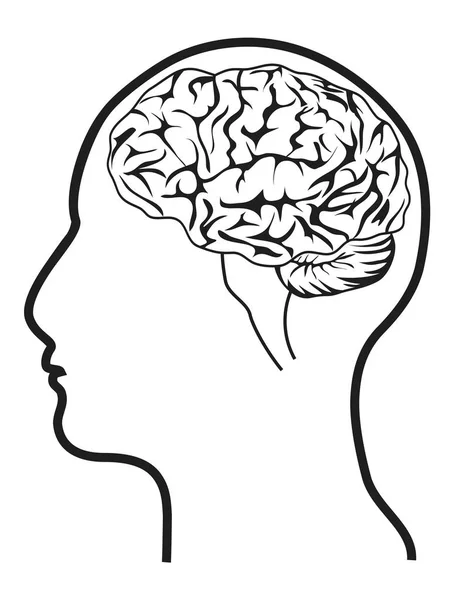 Beyni olan insan kafası — Stok Vektör