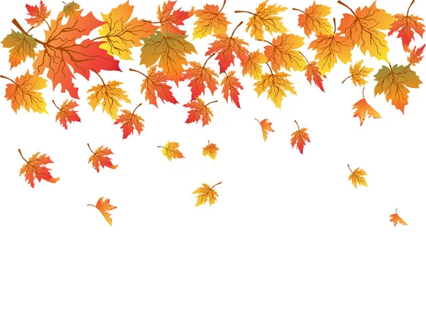 kopya alan Maples arka plan