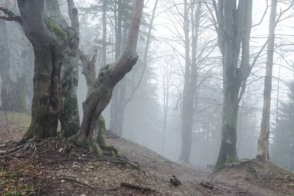 Туманний ліси з бука в районі мала Фатра Np, Словаччина — стокове фото