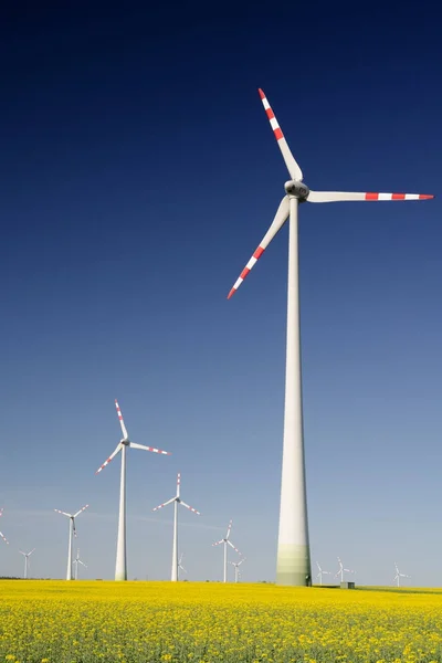 Renewable energy from rape oil biofuels and wind turbines — Stock Photo, Image