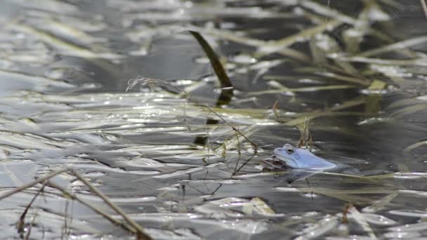 Moor Frog Couple Spring Pond — Stock Video