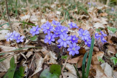 Purple flowering Anemone hepatica in the woods clipart