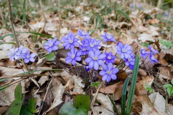 Flor púrpura Anémona hepática en el bosque — Foto de Stock