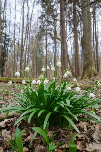 Floración silvestre Snowdrops en el bosque — Foto de Stock