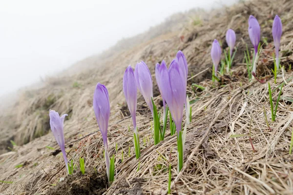 Blooming wild crocuses in the early spring mountains — Stock Photo, Image