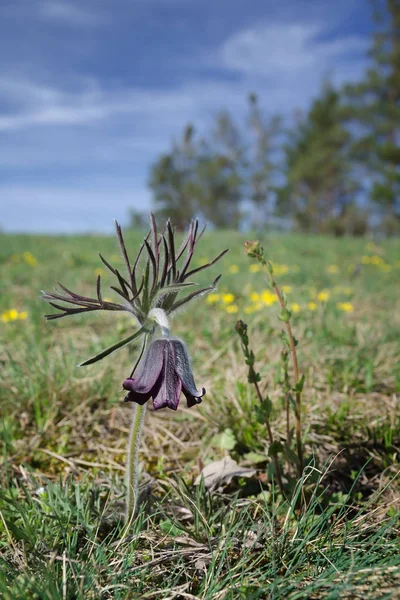 Floração Pequena flor pasque (Pulsatilla pratensis ) — Fotografia de Stock