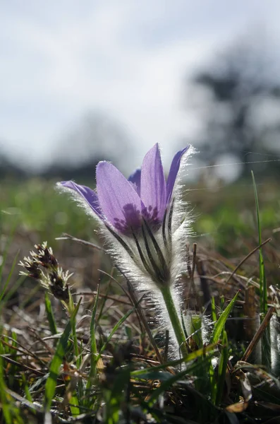 Blühende Pasqueblume (pulsatilla grandis)) — Stockfoto