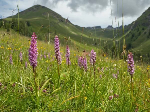 Kwitnienie Wspólna pachnąca orchidea — Zdjęcie stockowe