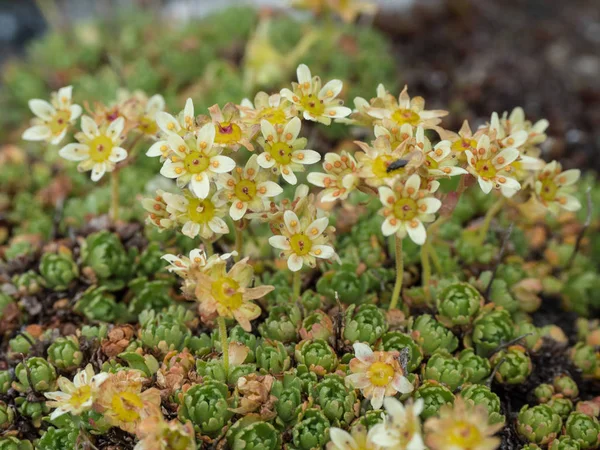 Detalj av blommande alpina saxifraga Stockbild