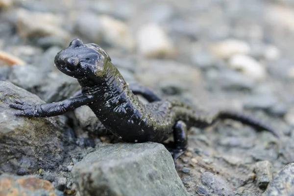 Alpine black salamander — Stock Photo, Image