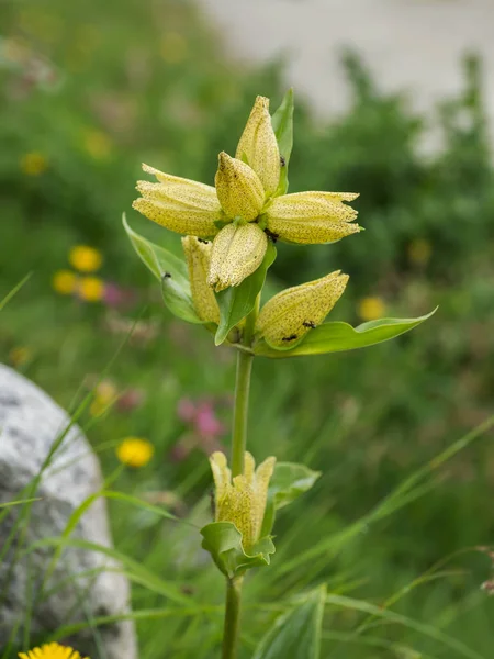 Floração amarelo Alpine Gentiana planta — Fotografia de Stock
