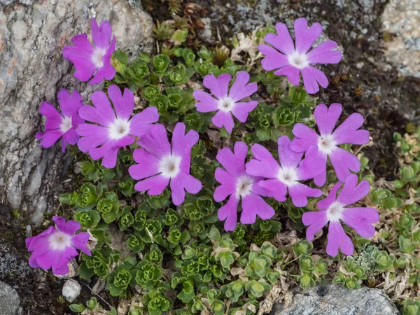 Bloeiende roze Alpine Primula hirsuta — Stockfoto