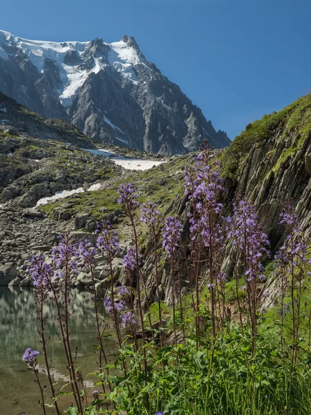 Summer Alpine landscape with sharp peaks, lake and flowers — Stock Photo, Image