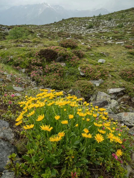Blommande Doronicum i det alpina landskapet — Stockfoto