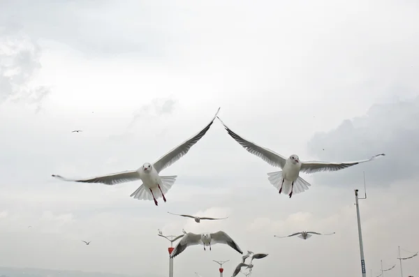 Gaivota Lago Dianchi — Fotografia de Stock