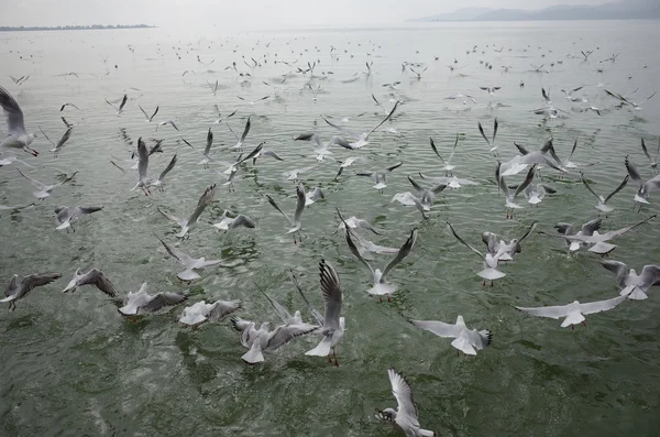 Gaviota Voladora Lago — Foto de Stock