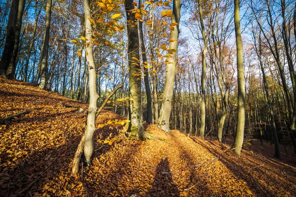 O pădure de toamnă — Fotografie, imagine de stoc