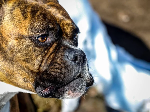 Honden ras bokser close-up — Stockfoto
