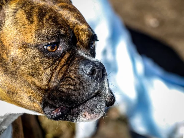 Köpek cins boksör. Yaklaş. — Stok fotoğraf