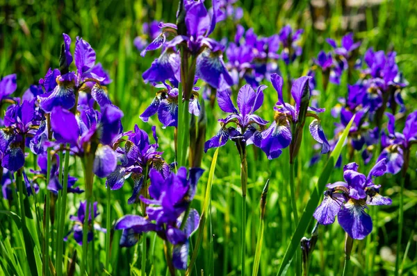 Un grupo de iris azules creciendo en un parque de la ciudad —  Fotos de Stock