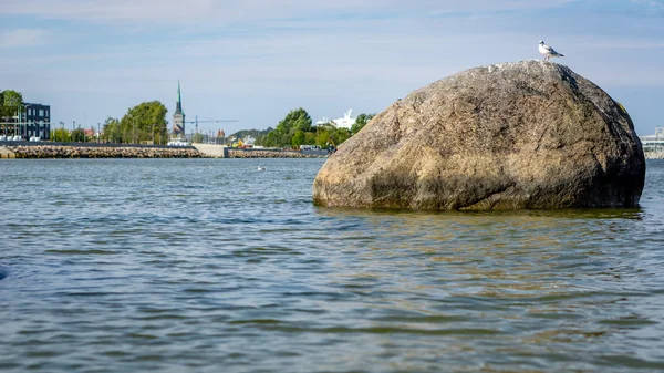 Una gaviota se encuentra en una enorme roca en la costa del mar Báltico en un —  Fotos de Stock