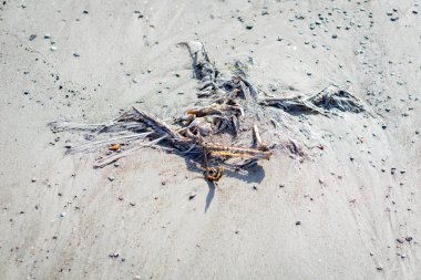 Sahilde ölü bir martının kalıntıları.