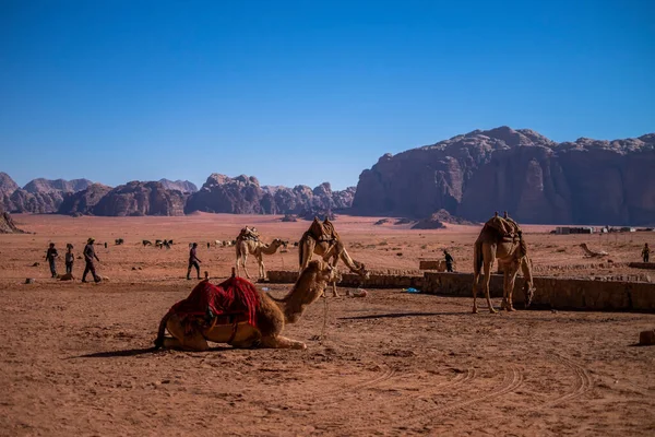 Man Een Kameel Door Woestijnlandschap — Stockfoto