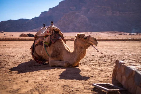 Homem Montando Camelo Através Paisagem Deserto — Fotografia de Stock