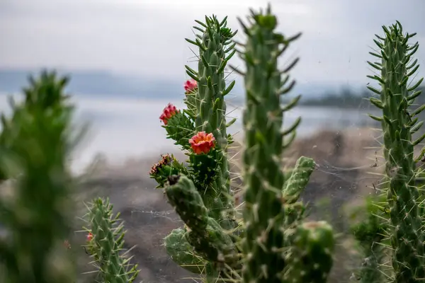 Cactus Fleuri Aux Fleurs Rouges Images De Stock Libres De Droits