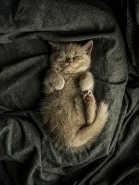 Gri tekstil arka planında uyuyan küçük kedi yavrusu.
